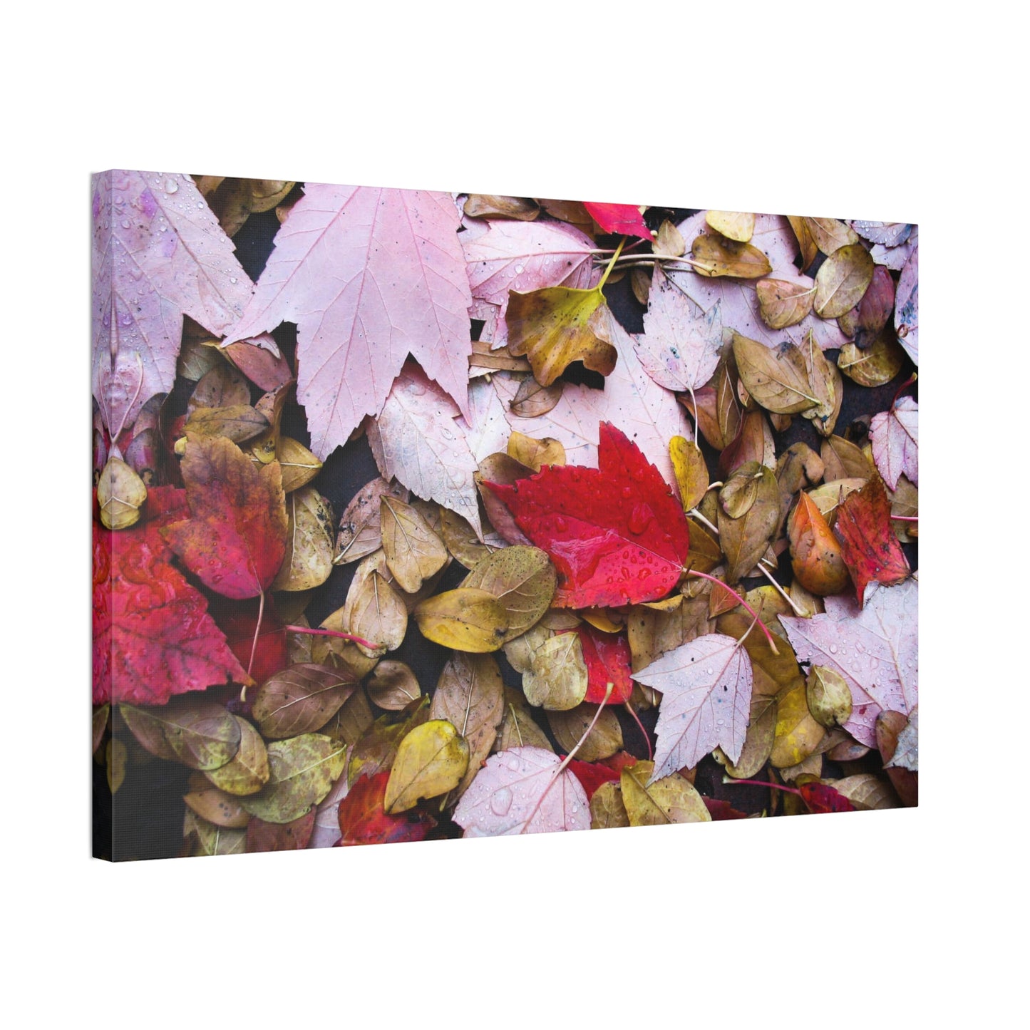 Red leaves on the Dirty Damp Ground