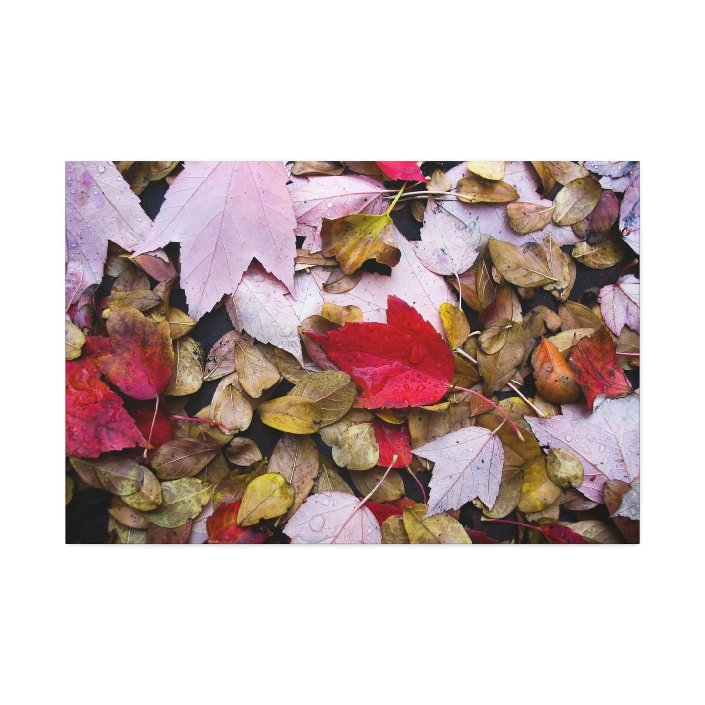 Red leaves on the Dirty Damp Ground