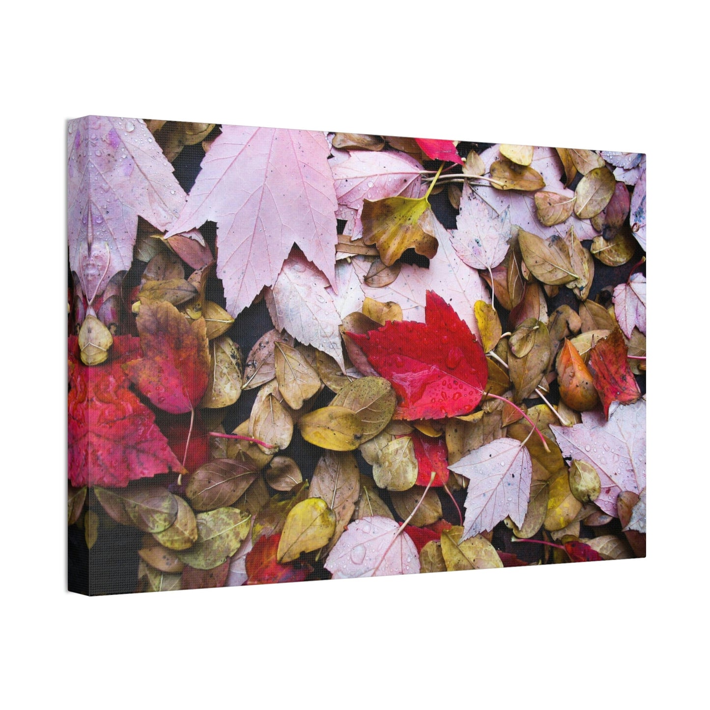 Red leaves on the Dirty Damp Ground