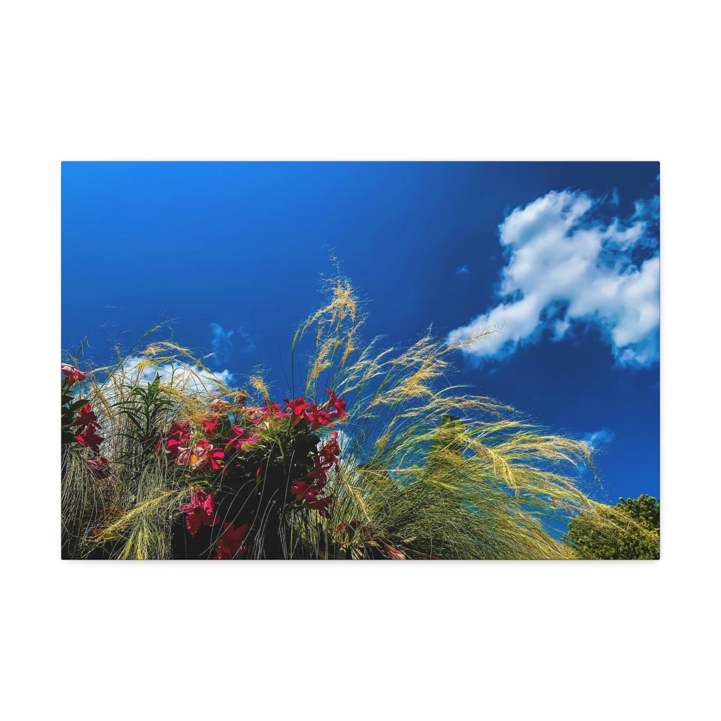 Red Flowers, Green Grass, White Clouds, and a brilliant Blue Sky: Brightly colored photograph print.