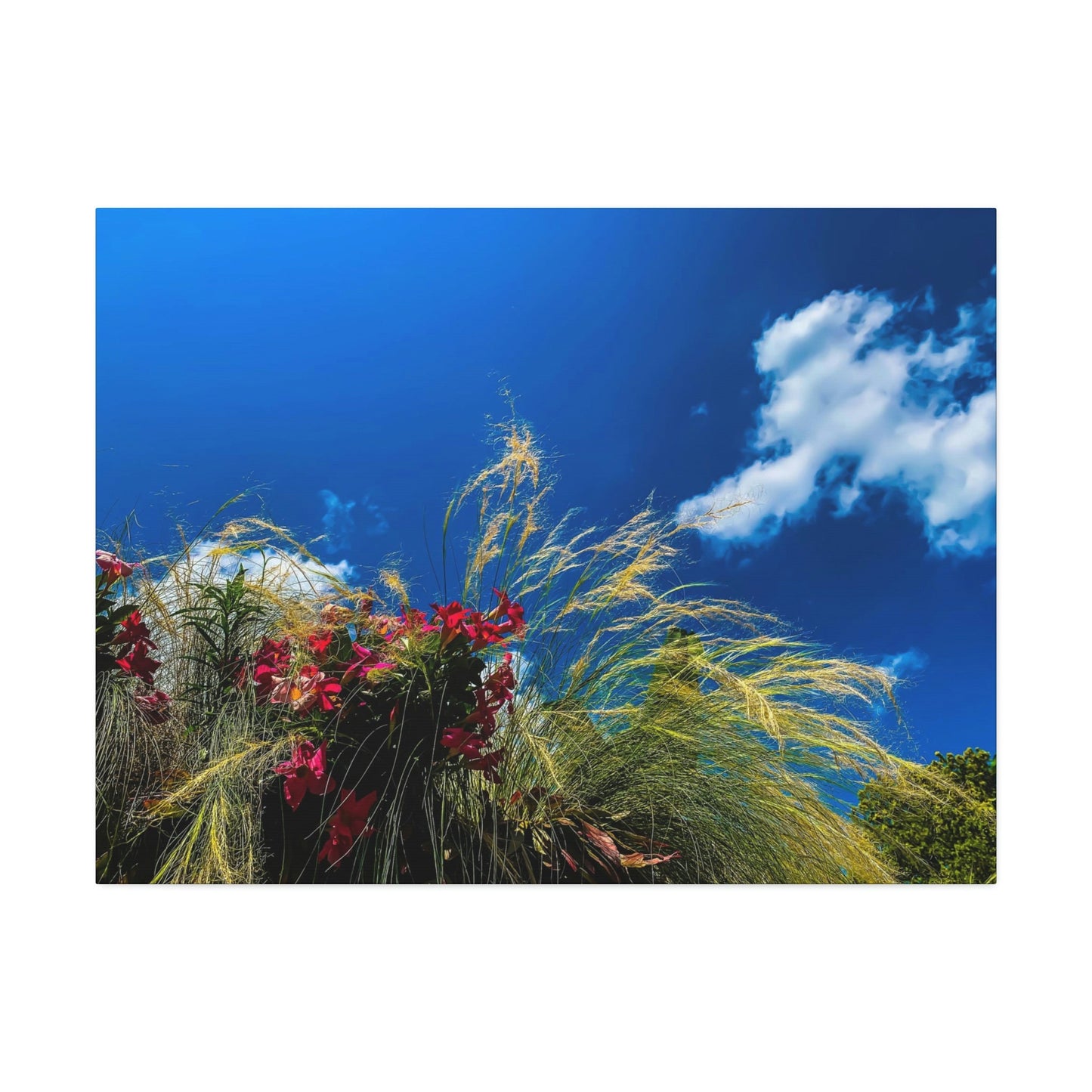 Red Flowers, Green Grass, White Clouds, and a brilliant Blue Sky: Brightly colored photograph print.